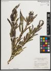 Foto von Salix purpurea L.